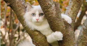 Gatti, declawing vietato nel Maryland